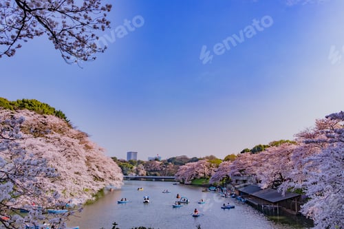Preview: Cherry Blossoms At Tokyo Chidorigafuchi