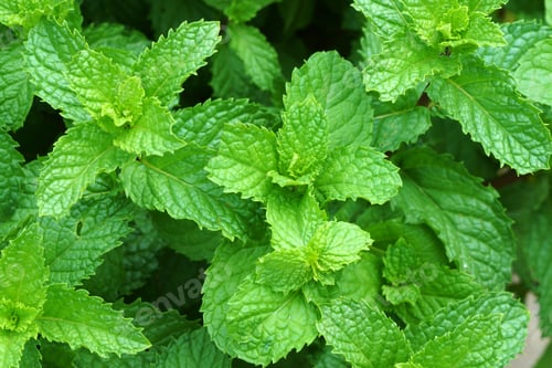 Vista previa: Growing Mint Leaves