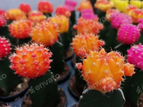 Preview: Cactus In The Pot.
