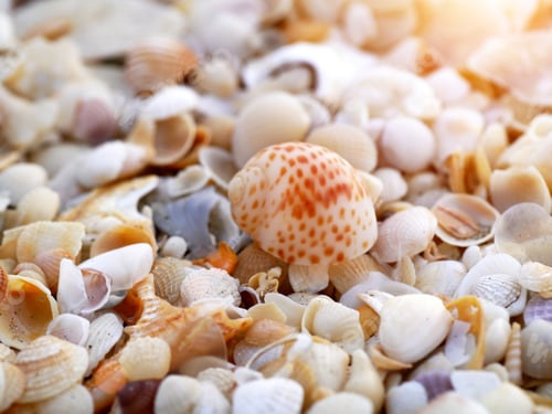 Preview: Shells On The Beach With Sunlight.