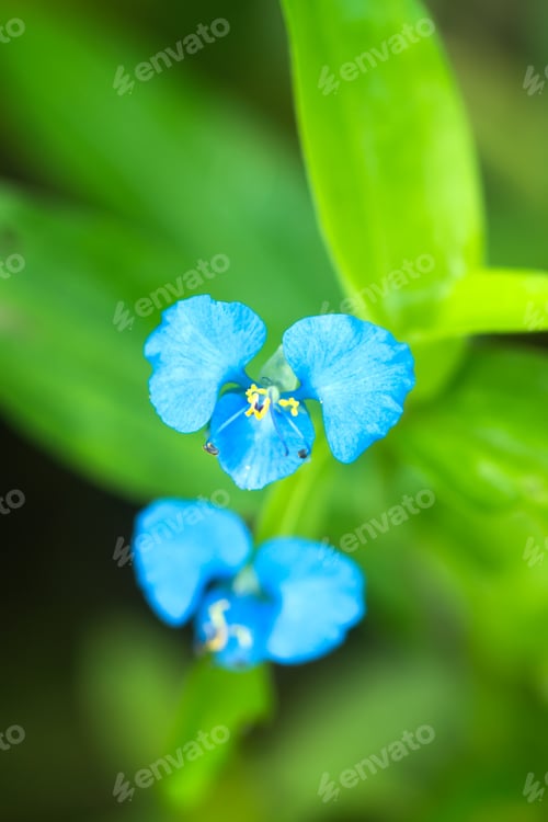Preview: Close Up Of Blue Wildflowers.