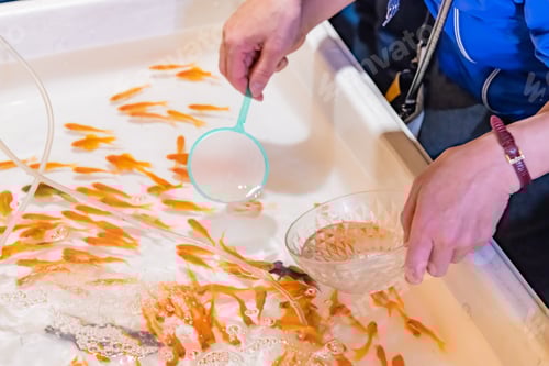 Preview: Goldfish Scooping Of Fair Booth