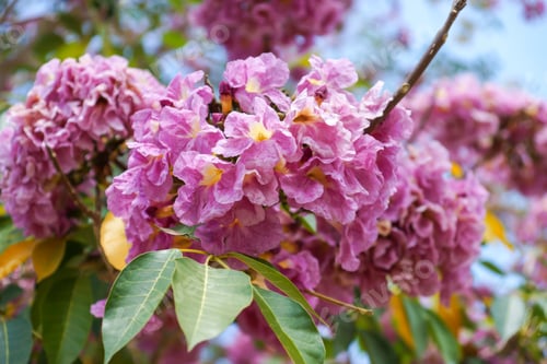 Preview: Pink Trumpet Tree Flower Blooming
