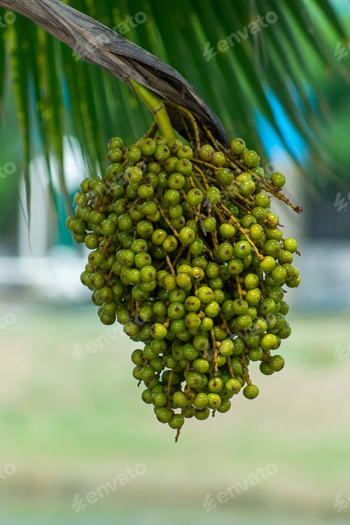 Preview: Close Up Of Palm Seeds With Blur Background