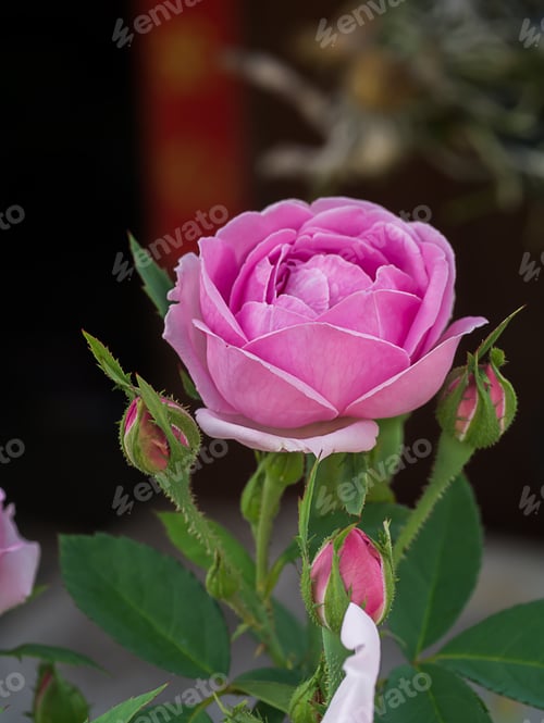 Preview: Blooming Pink Rose and Buds with Green Leaves