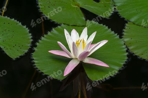 Preview: Pink and White Water Lily with Lily Pads