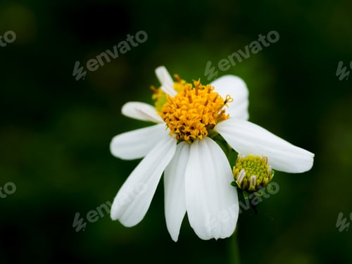 Preview: Close Up Of Flowers Grass In The Garden.