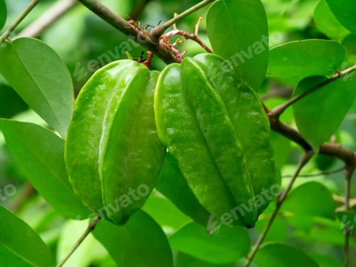 Preview: Green Star Fruit On Tree.