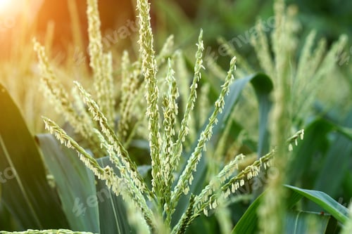 Preview: Corn Flower.
