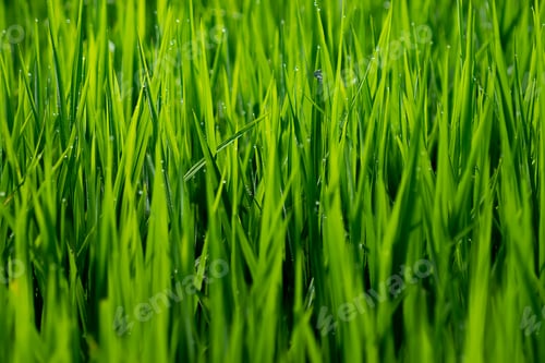 Preview: Rice Leaf Growing In The Rice Field.