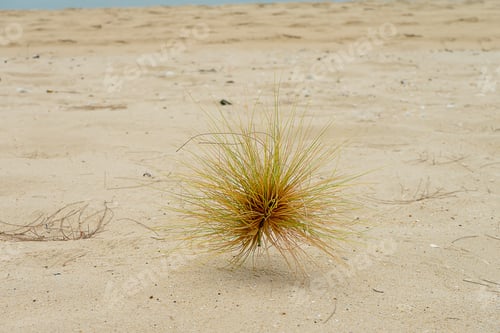 Preview: Close Up Spinifex Littoreus Grass On The Beach.