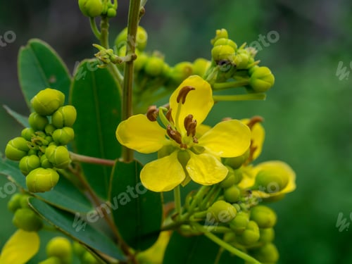 Preview: Close Up Flower Of Cassod Tree Or Senna Siamea.