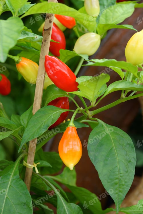 Preview: Beautiful Pepper.