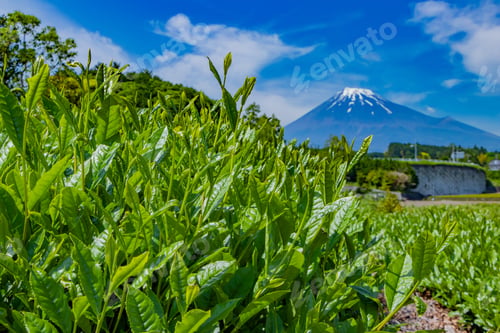 Preview: Tea Plantation In Fuji City