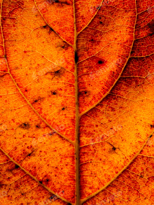 Preview: Close Up Fall Leaf Wallpaper.