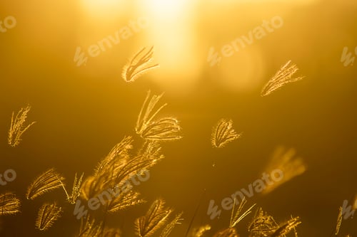 Preview: Soft Focus Of Swollen Finger Grass With Sunlight In Blur Background. (Chloris Barbata Plant)
