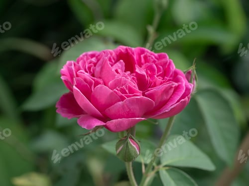 Preview: Close Up Deep Pink Rose Flower With Blur Background.