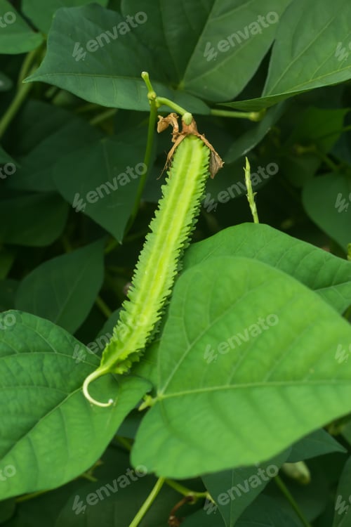 Preview: Green Winged Bean On Leaf. (Psophocarpus Tetragonolobus)