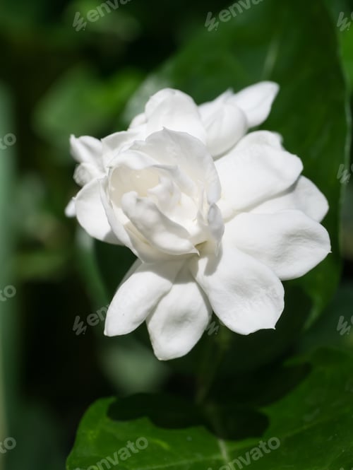 Preview: White Of Jasmine Flower.