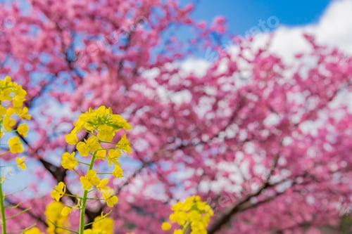 Preview: Beautiful Pink Kawazu Cherry Blossoms