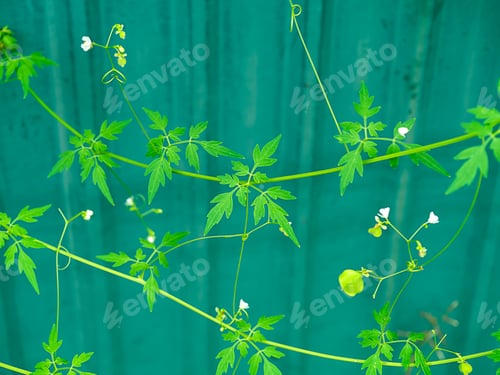 Preview: Close Up Of Balloon Vine, Heart Seed Or Heart Pea Plant On Green Background. (Cardiospermum