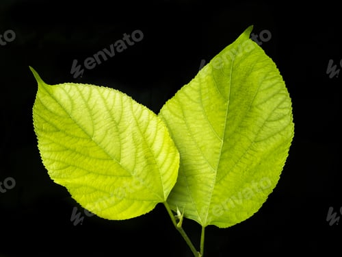 Preview: Green Mulberry Leaf On The Black Background.