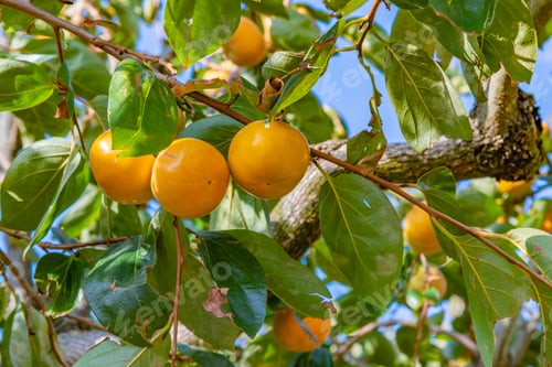 Preview: Autumn Persimmon Farm