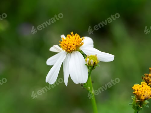 Preview: Close Up Of Flowers Grass In The Garden.