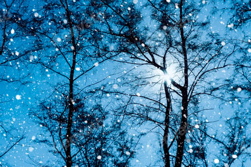 Preview: Silhouette Pine Tree In Winter Snow With Blue Sky Background And Sunlight
