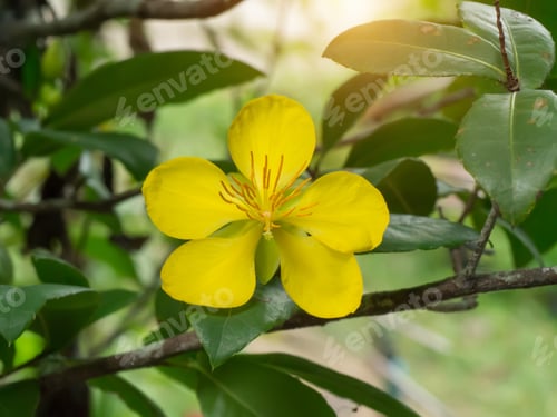 Preview: Yellow Flower Of Ocha Kirkii Oliv Plant. (Micky Mouse Flower)