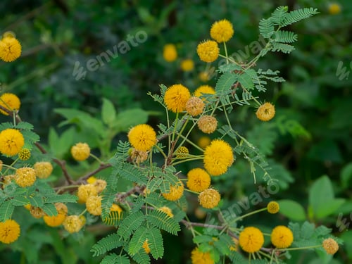 Preview: Close Up Yellow Flower Of Acacia Farnesiana Tree.