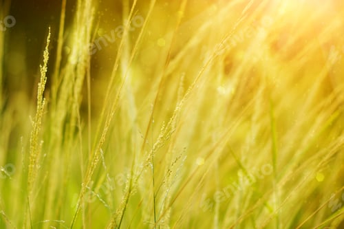 Preview: Wild Grass In Sunset Counterlight