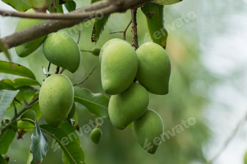Preview: Green Mango On Tree.