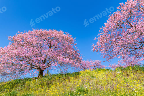 Preview: Kawazu Cherry Blossoms In Minamiizu-Cho, Kamo-Gun, Shizuoka Prefecture