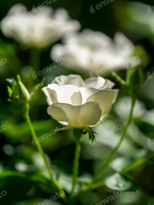 Preview: Close Up Mini White Fairy Rose Flower (Scietific Name Rosa Chinensis Jacq)