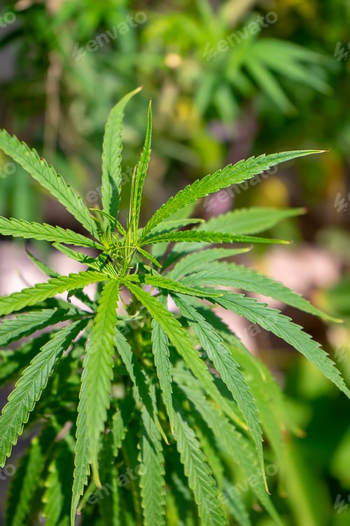 Preview: Vertical Image Of Marijuana Or Thai Stick Leaves Are Growth. (Cannabis Sativa Indica) Cannabis