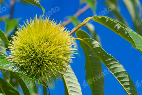 Preview: Summer Chestnut Tree