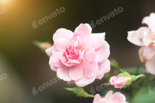 Preview: The Pink Fairy Rose Flower.