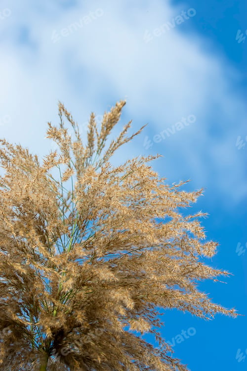 Preview: Close Up Of Brown Flower Grass With Sky Background.