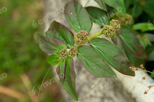 Preview: Garden Spurge Flower With Leaves. (Euphorbia Hirta Plant)