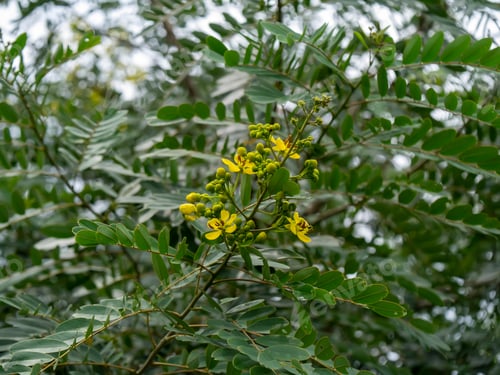 Preview: Close Up Flower Of Cassod Tree Or Senna Siamea.