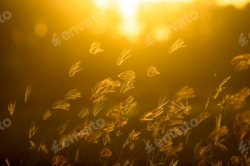 Preview: Soft Focus Of Swollen Finger Grass With Sunlight In Blur Background. (Chloris Barbata Plant)