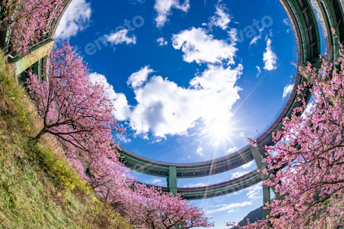 Preview: Kawazu Zakura Of Kamijo And Loop Bridge, In Kawazu-Cho, Kamo-Gun, Shizuoka Prefecture