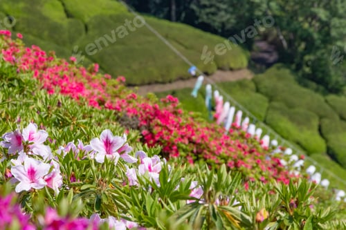 Preview: Scenery Of Himenosawa Park In Shizuoka Prefecture