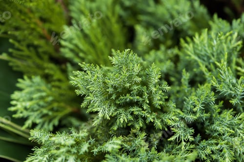 Preview: Close Up Of Pine Leaves.