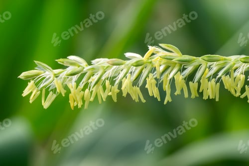 Preview: Close Up Of Corn Flowers In Field.