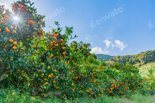 Preview: Mandarin Orange Plantation
