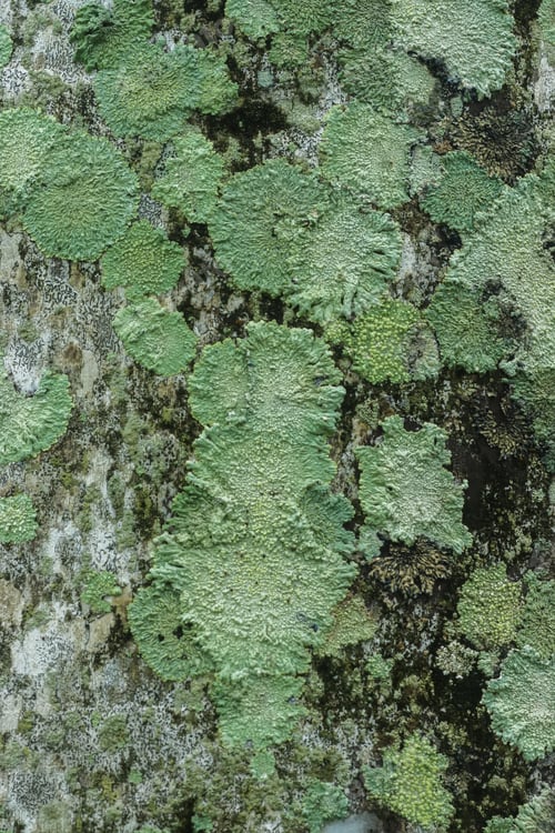 Preview: Lichens Are Symbiotic Fungi. They Are Able To Grow On The Tree.