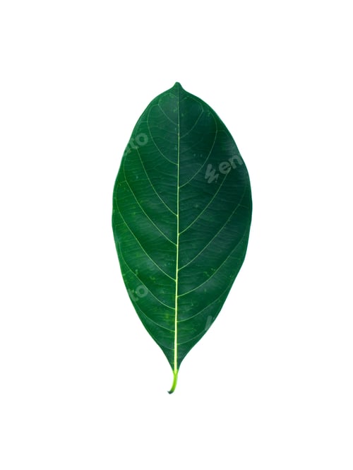 Preview: Close Up Green Jackfruit Leaves On White Background (Scientific Name Artocarpus Heterophyllus).