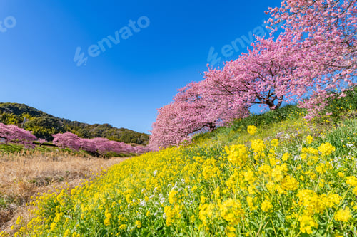 Preview: Kawazu Cherry Blossoms In Minamiizu-Cho, Kamo-Gun, Shizuoka Prefecture